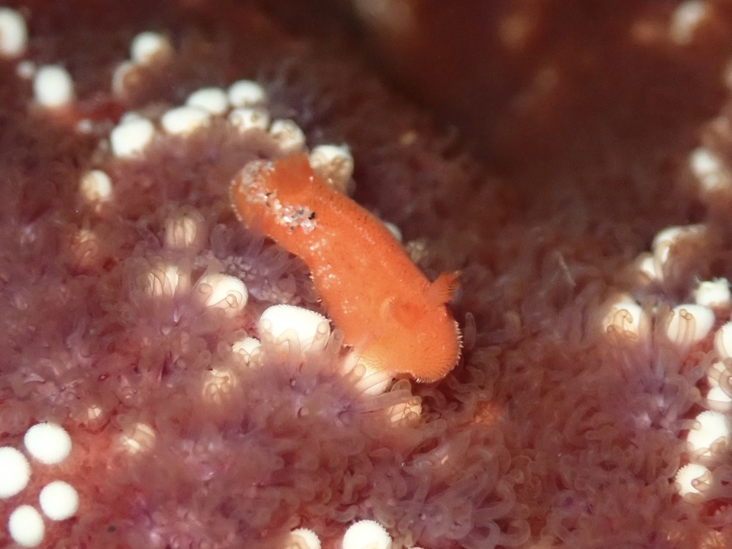 Rostanga pulchra (Red Sponge Dorid), California species