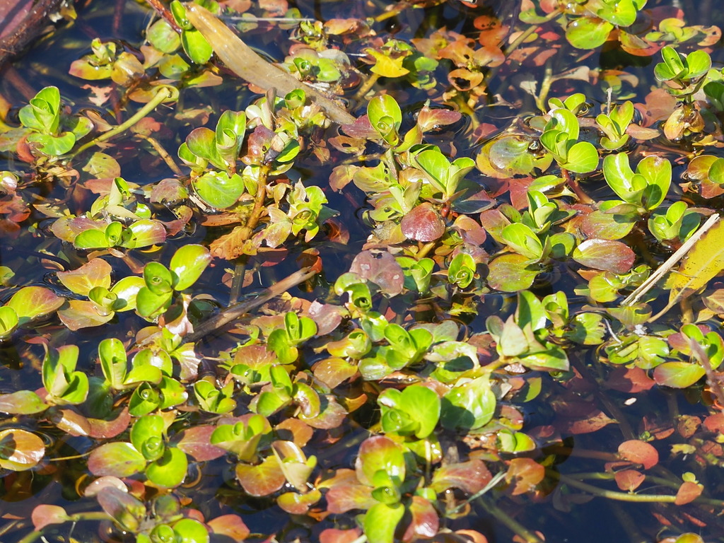 Rotala indica (Indian toothcup), non-native California herb