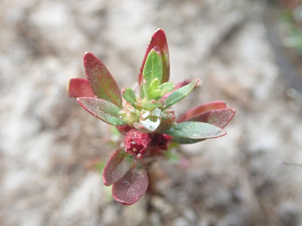 Rotala ramosior (Lowland rotala), native California herb