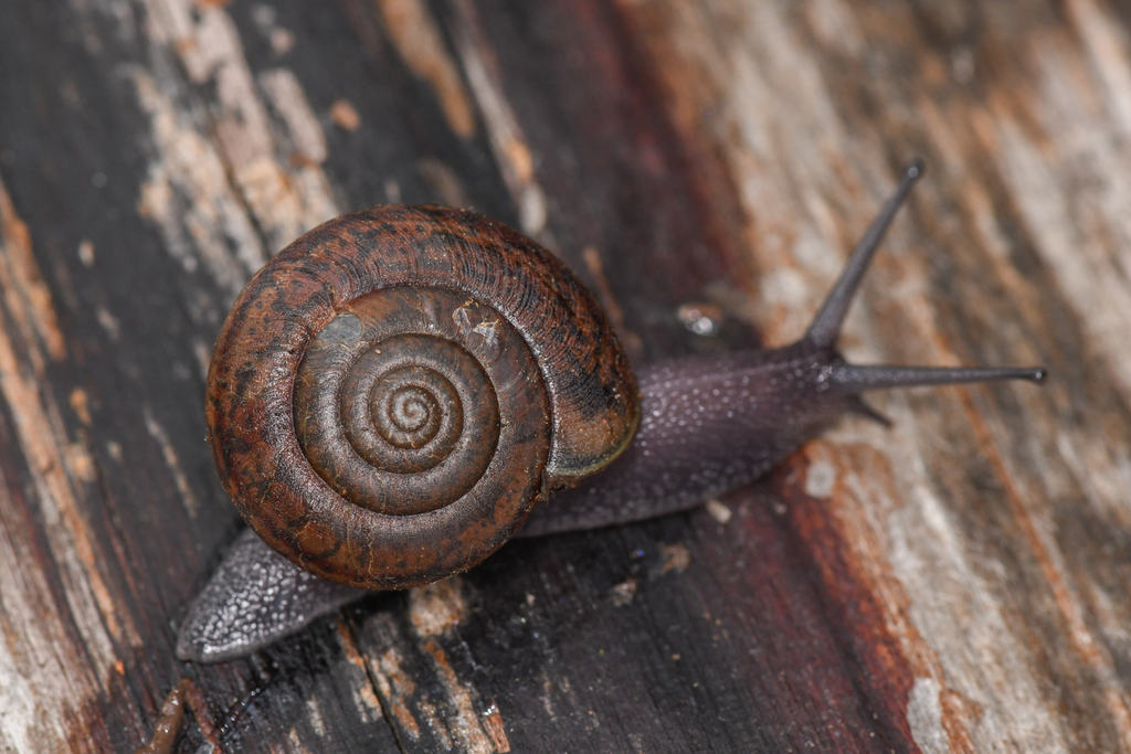 Rothelix warnerfontis (Warner Springs Shoulderband), California species