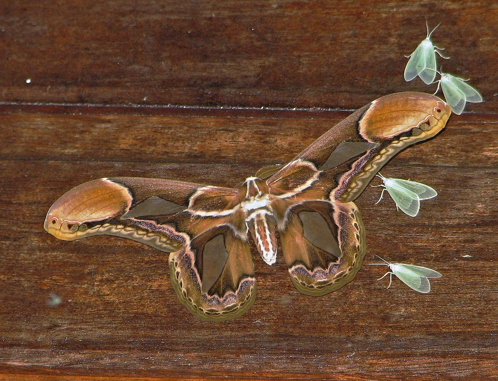 Rothschildia cincta (Cincta rothschildia), California species