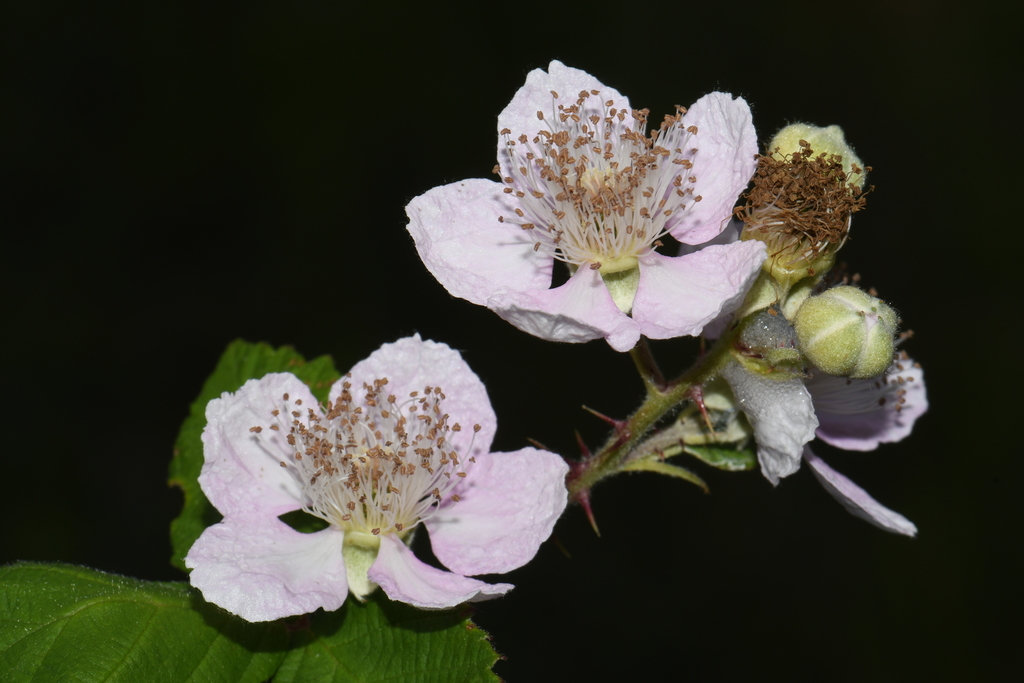 Rubus armeniacus (Himalayan blackberry), non-native California subshrub