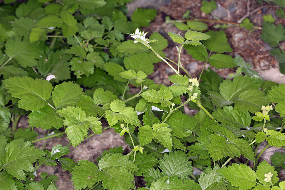 Rubus glaucifolius (Waxleaf raspberry), native California subshrub