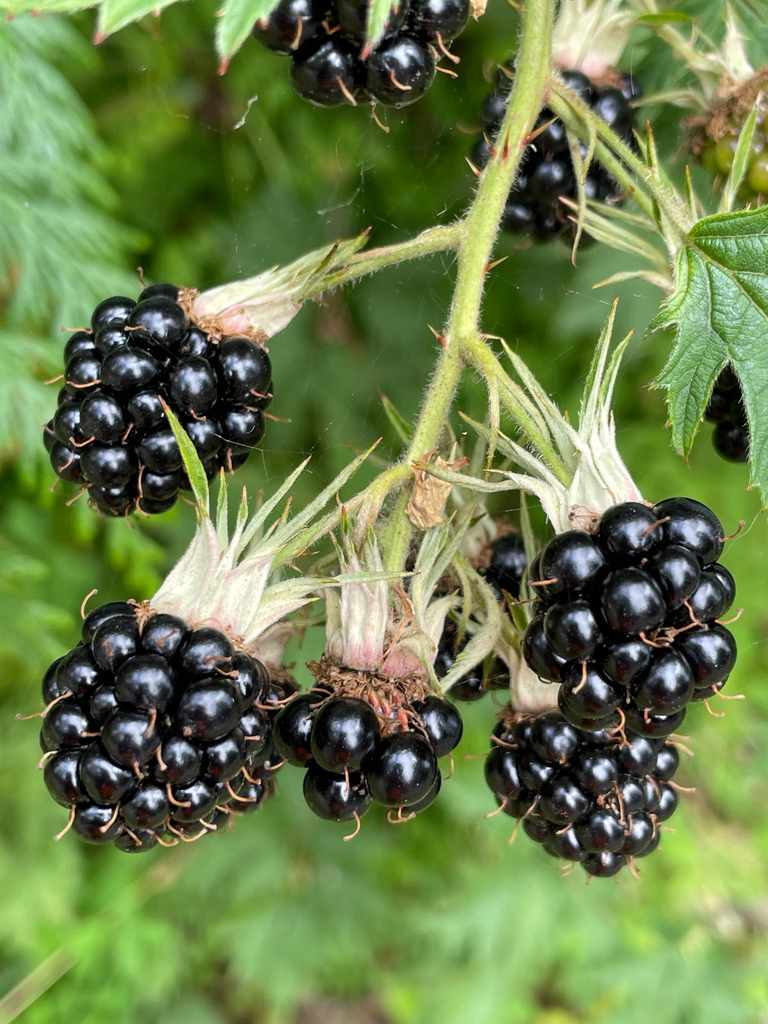 Rubus laciniatus (Cutleaf blackberry), non-native California subshrub