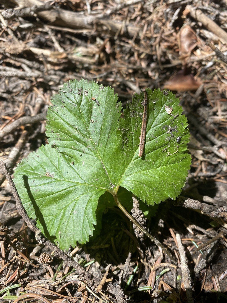 Rubus lasiococcus (Roughfruit raspberry), native California subshrub