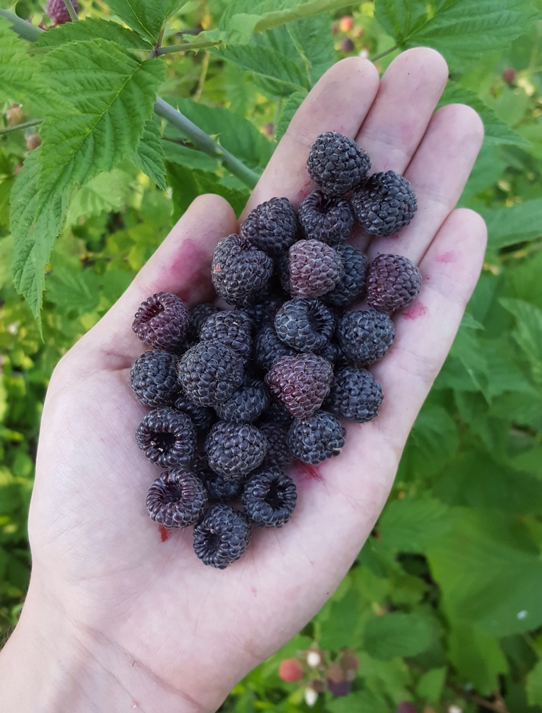 Rubus leucodermis (Whitebark raspberry), native California subshrub