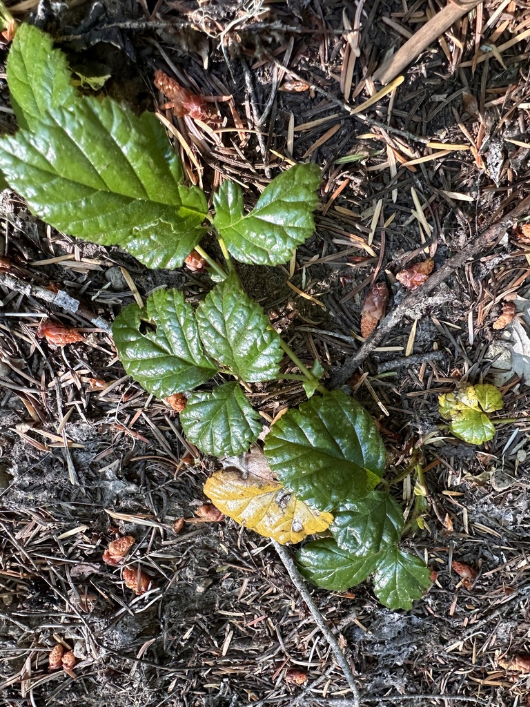 Rubus nivalis (Snow dwarf bramble), native California subshrub