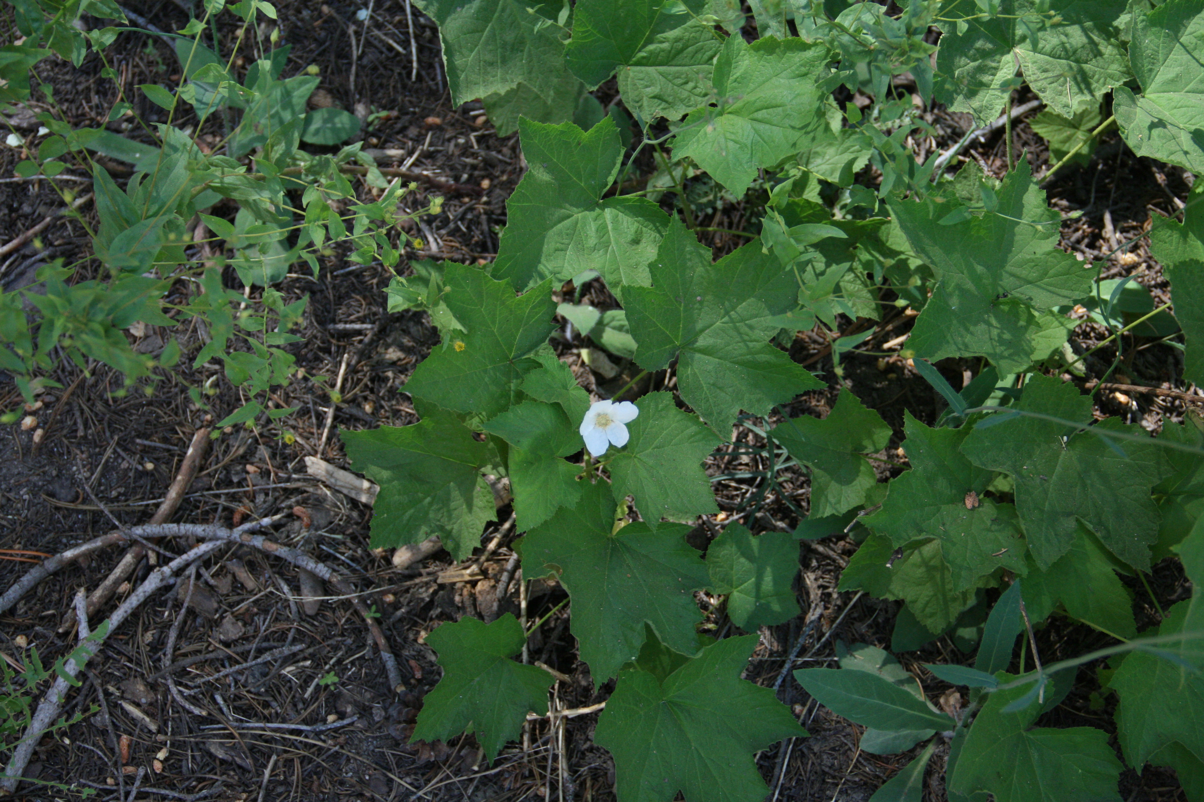 Rubus parviflorus (Thimbleberry), native California subshrub