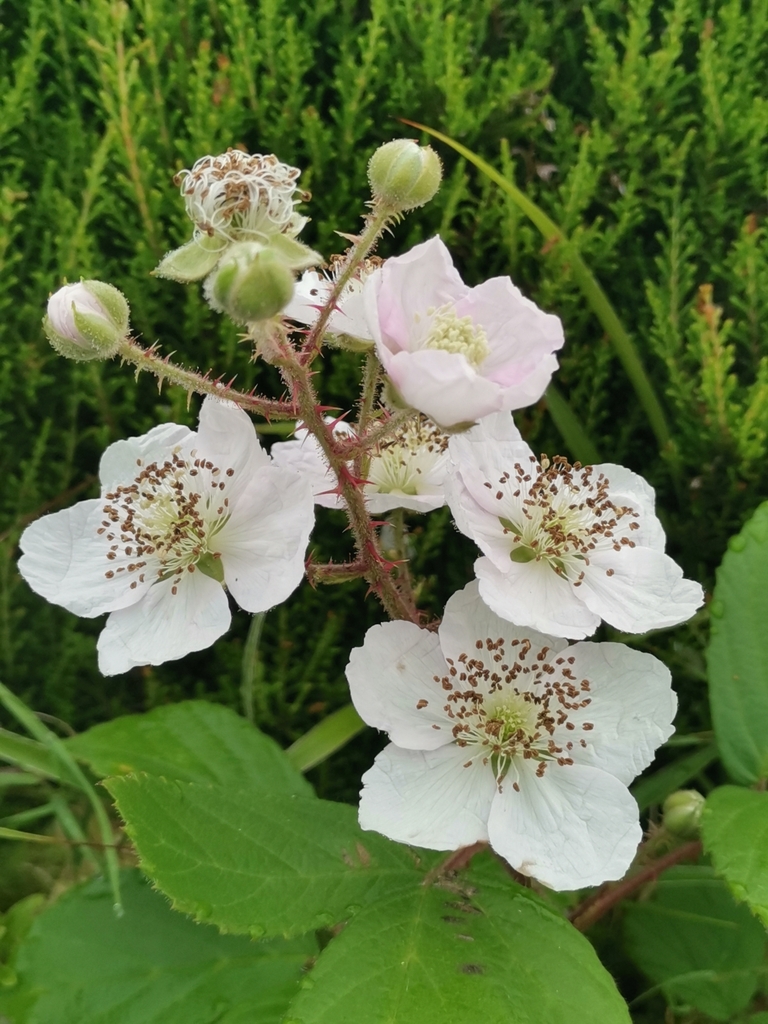 Rubus sp., non-native California shrub