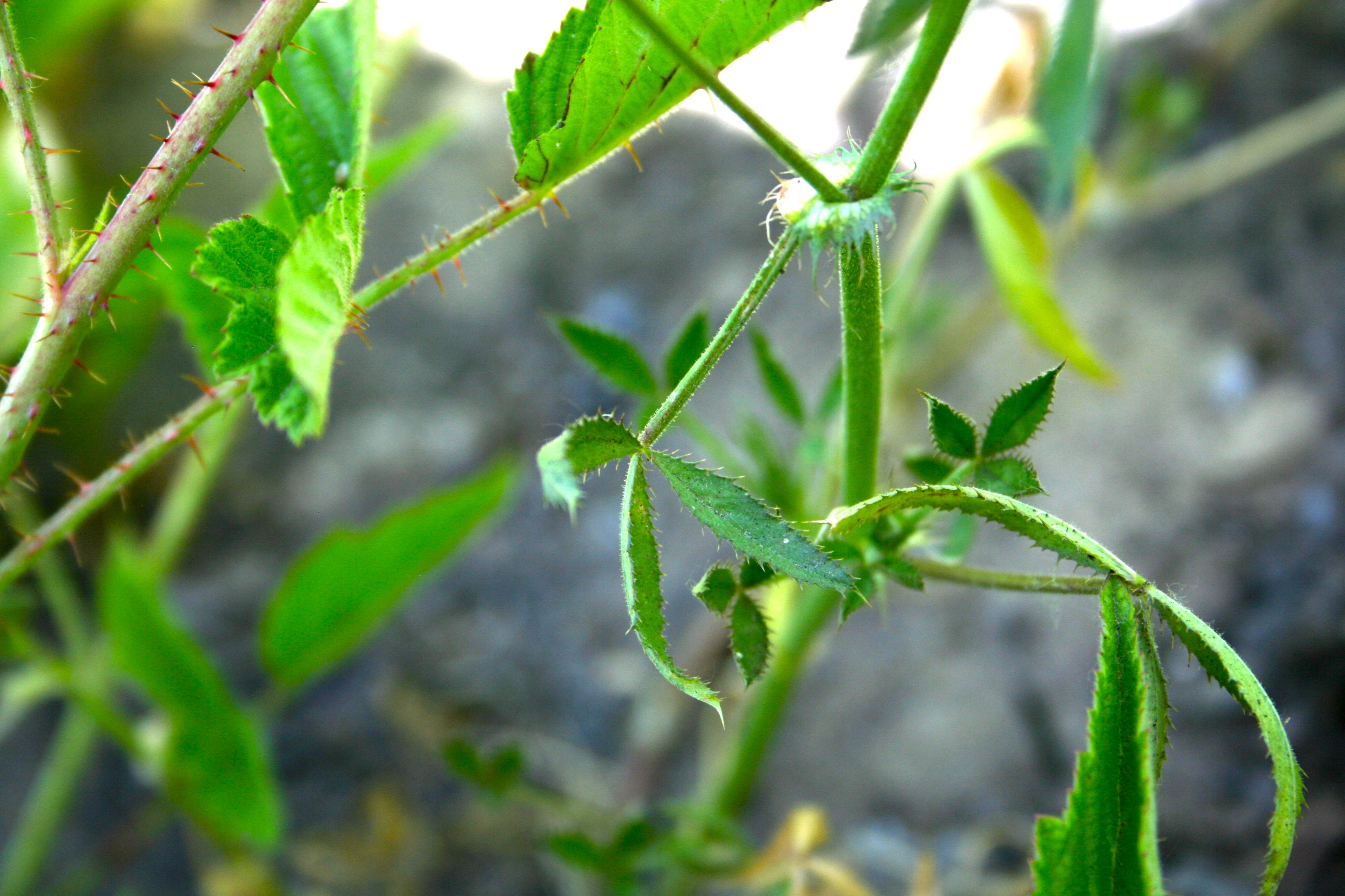Rubus ursinus (California blackberry), native California subshrub