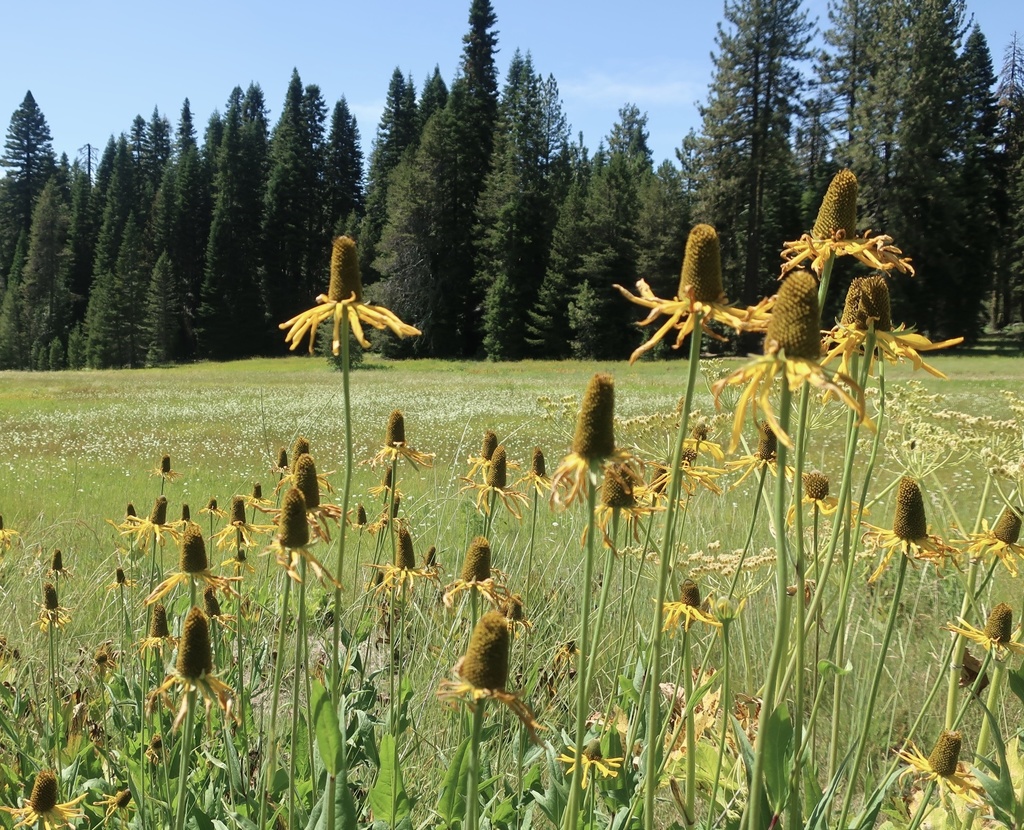 Rudbeckia californica (California cone-flower), native California herb
