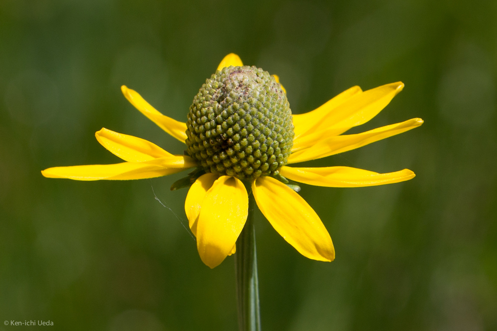 Rudbeckia glaucescens (Waxy cone-flower), native California herb