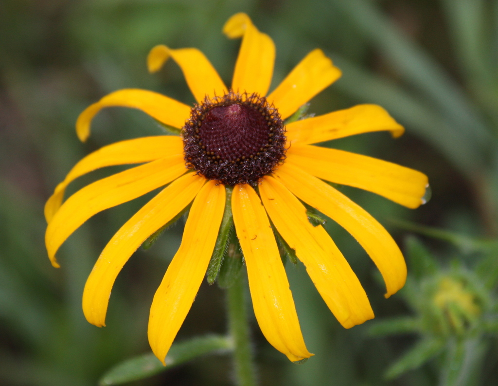 Rudbeckia hirta var. pulcherrima (Black-eyed susan), non-native California herb