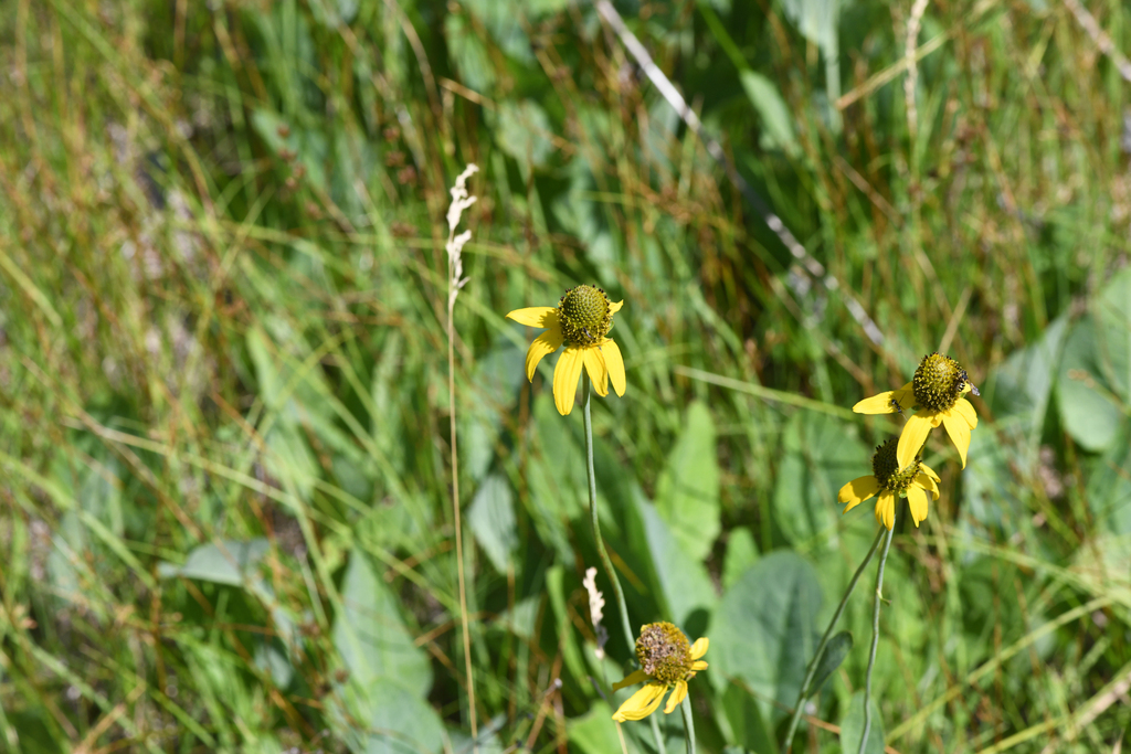 Rudbeckia klamathensis (Klamath cone-flower), native California herb