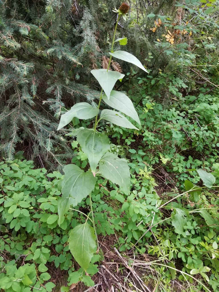 Rudbeckia occidentalis (Western cone-flower), native California herb