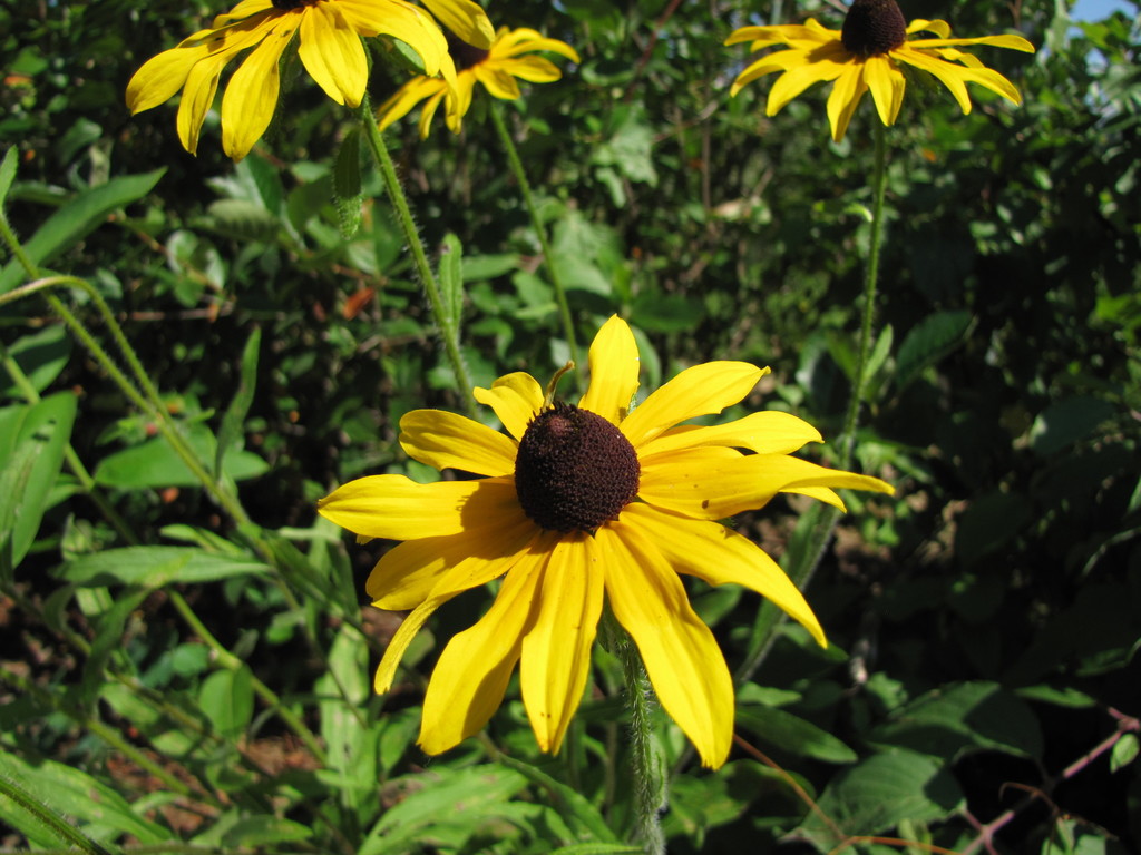 Rudbeckia sp. (Cone-flower), non-native California perennial