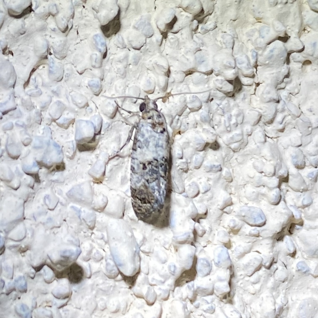 Rudenia leguminana (Black-tipped Rudenia Moth), California species