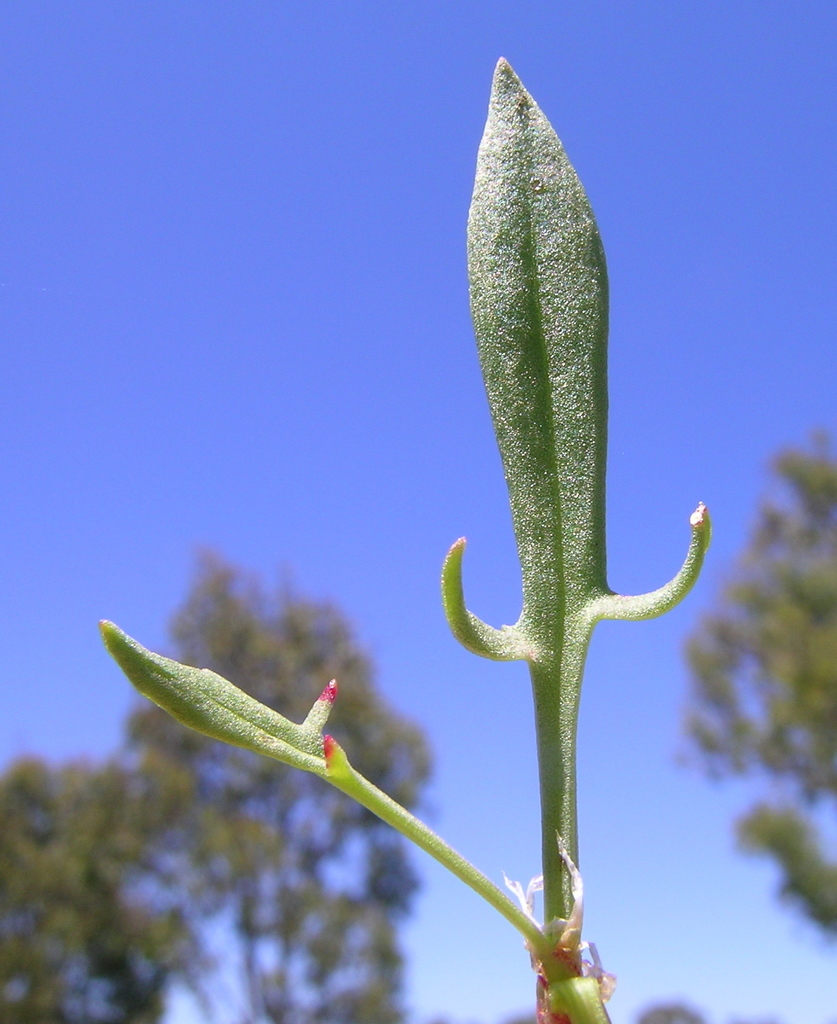 Rumex acetosella (Sheep sorrel), non-native California herb
