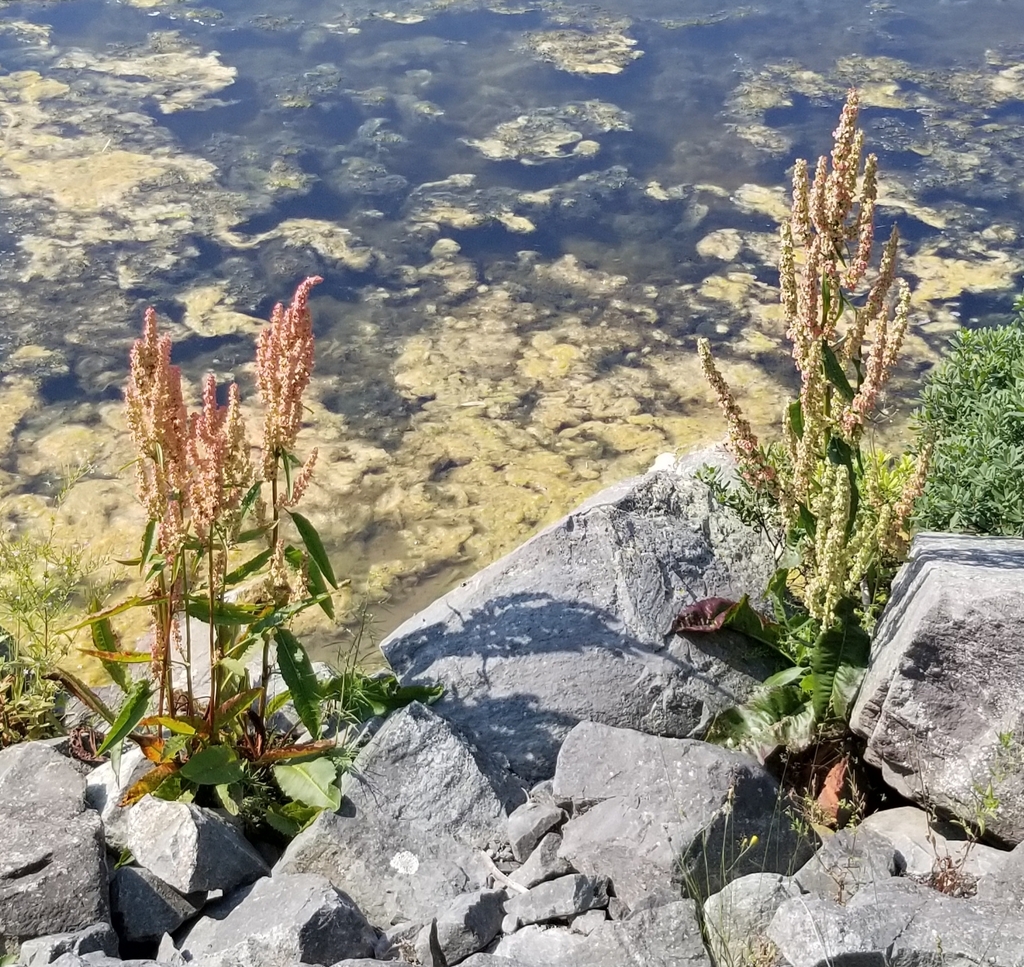 Rumex britannica (Pale dock), native California perennial