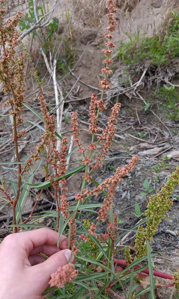 Rumex californicus (California dock), native California perennial