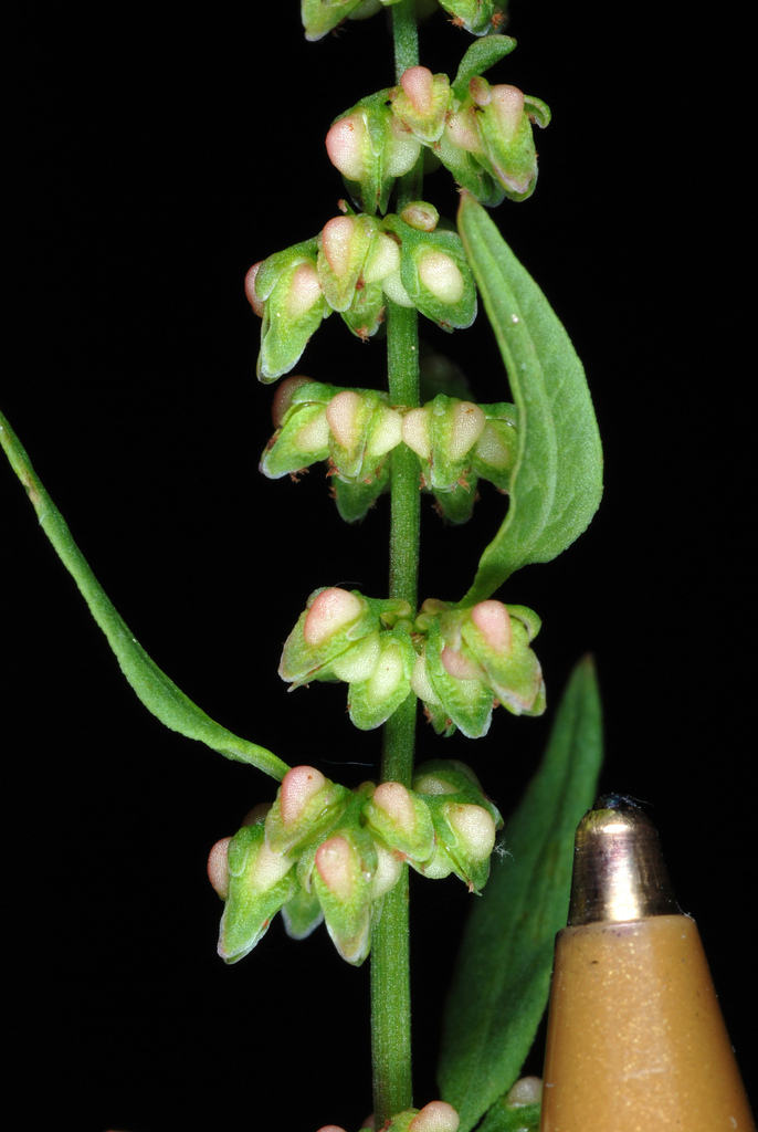 Rumex conglomeratus (Clustered dock), non-native California herb