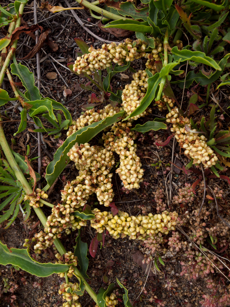 Rumex crassus (Willow leaved dock), native California perennial