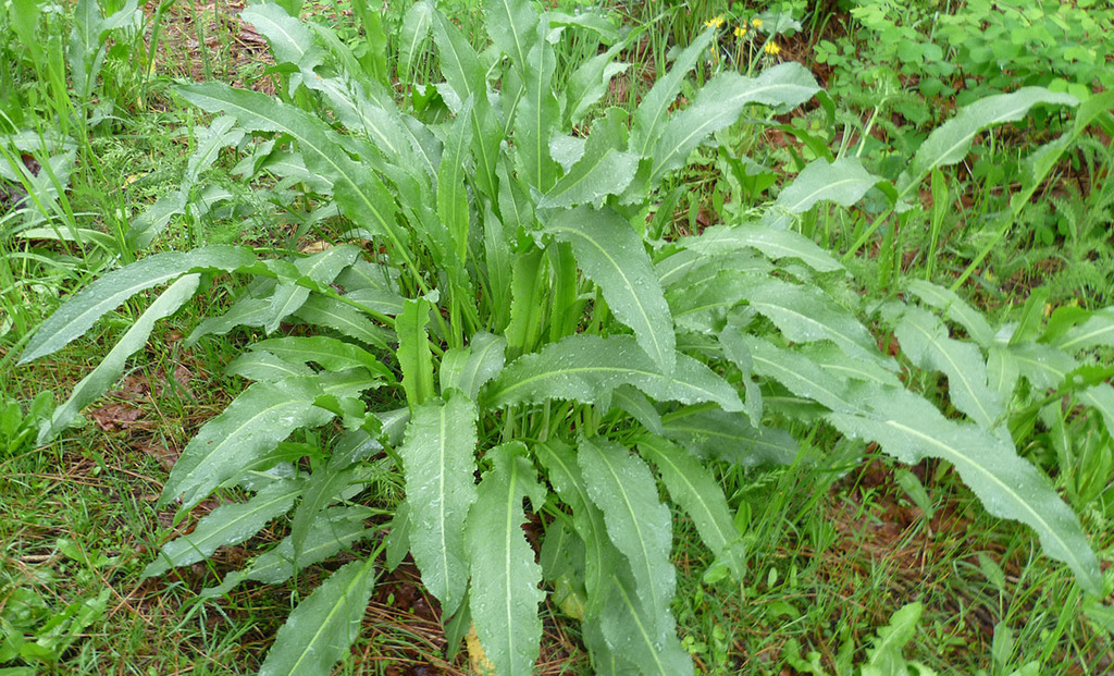 Rumex crispus (Curly dock), non-native California herb