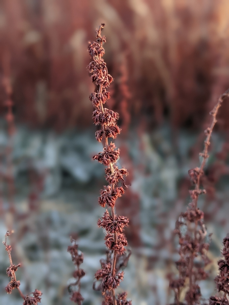 Rumex dentatus (Toothed dock), non-native California herb