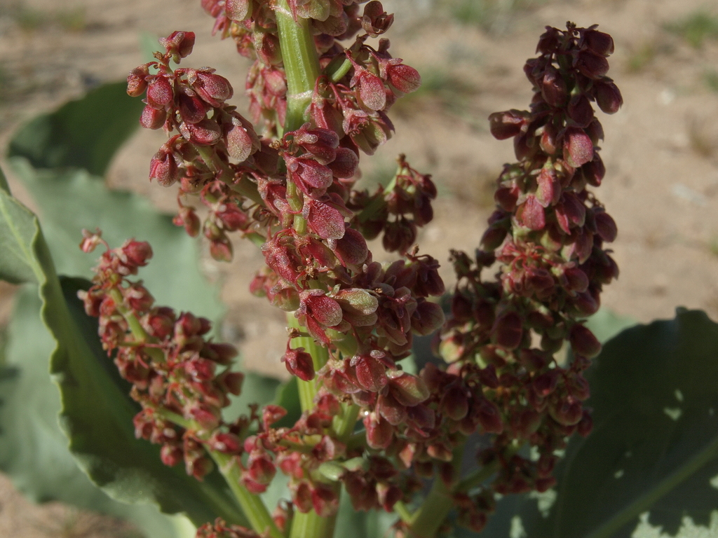 Rumex hymenosepalus (Canaigre), native California herb