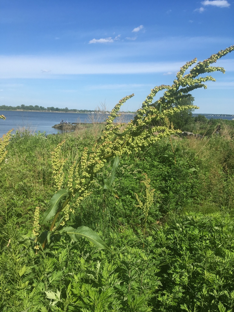 Rumex kerneri (Kerner's dock), non-native California herb
