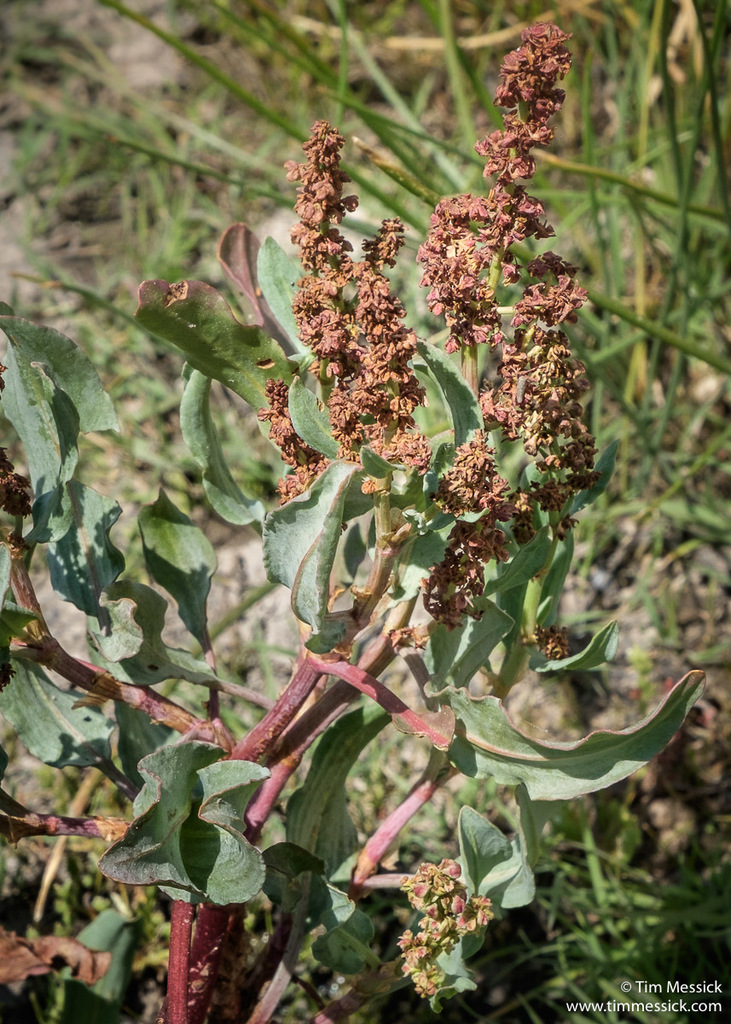 Rumex lacustris (Lake dock), native California perennial