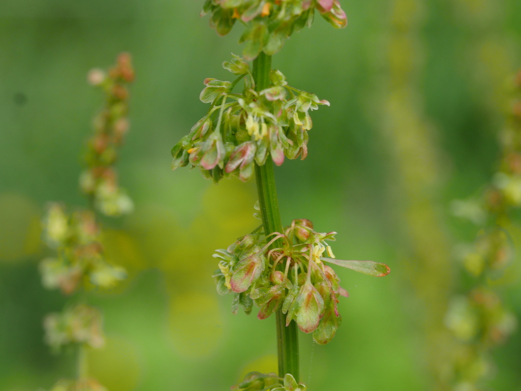 Rumex obtusifolius (Bitter dock), non-native California herb