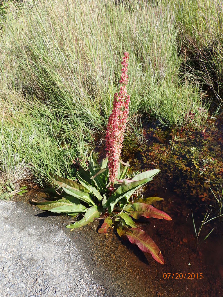 Rumex occidentalis (Western dock), native California perennial