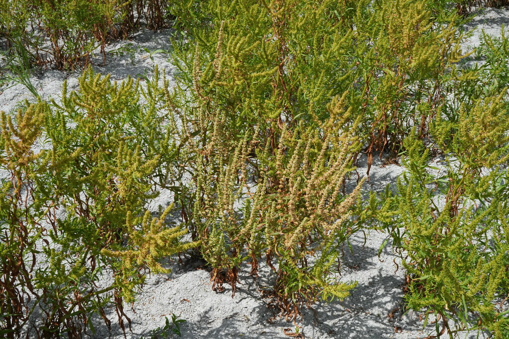 Rumex palustris, non-native California herb