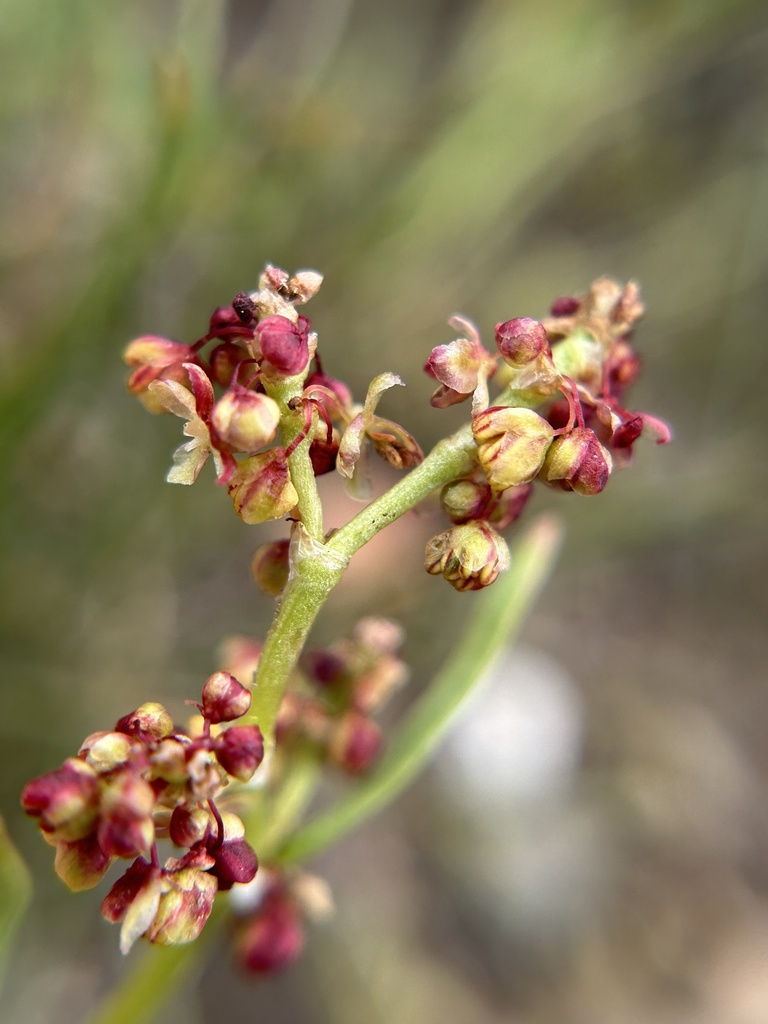 Rumex paucifolius (Alpine sheep sorrel), native California herb