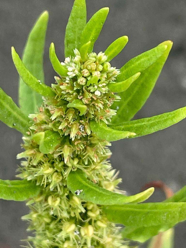 Rumex persicarioides (Golden dock), native California annual