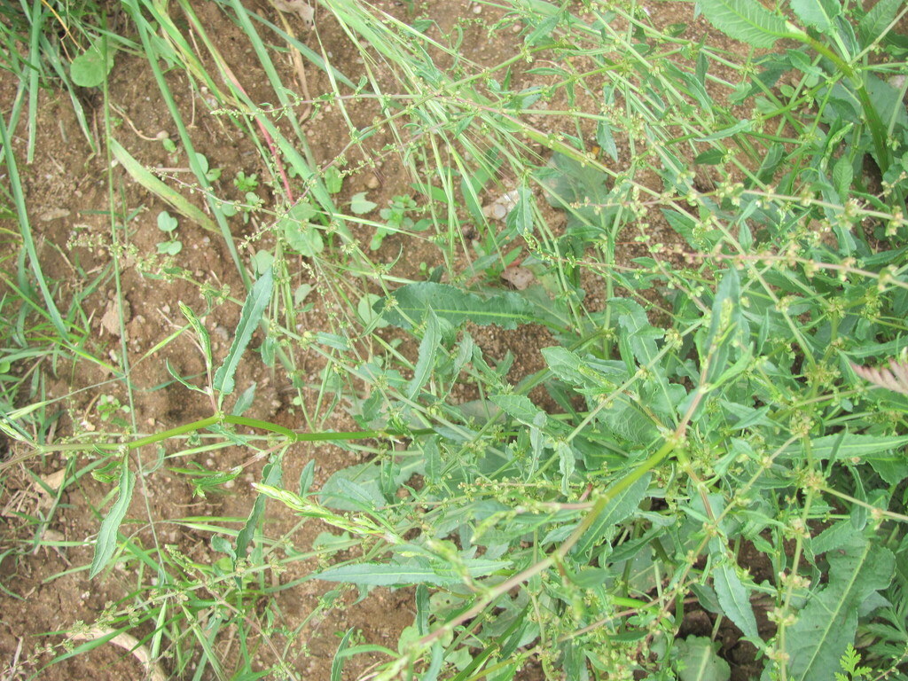 Rumex pulcher (Fiddle dock), non-native California herb