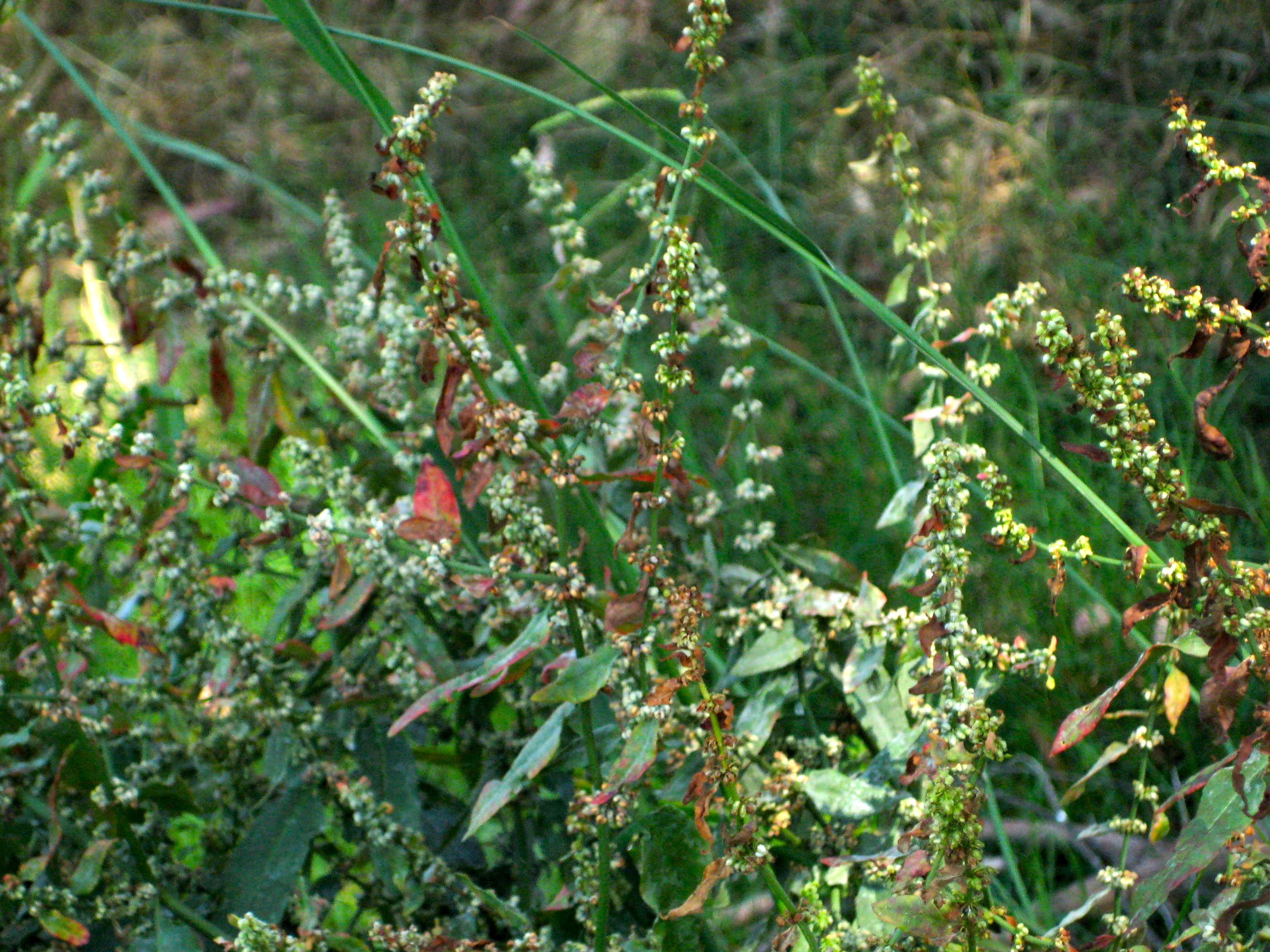 Rumex salicifolius (Willow dock), native California herb