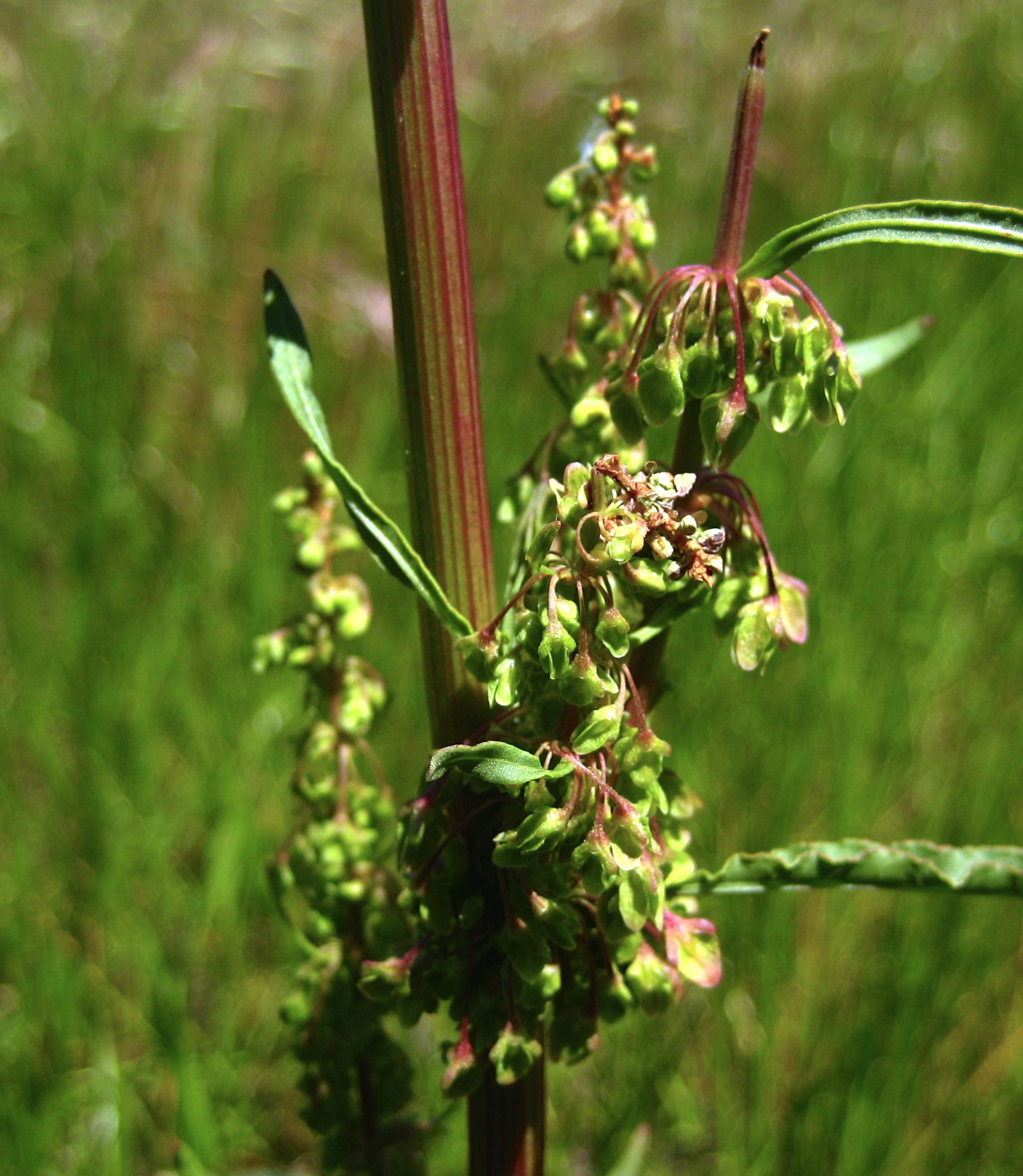 Rumex sp. (Dock), non-native California perennial