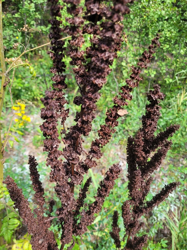 Rumex stenophyllus (Narrowleaf dock), non-native California herb