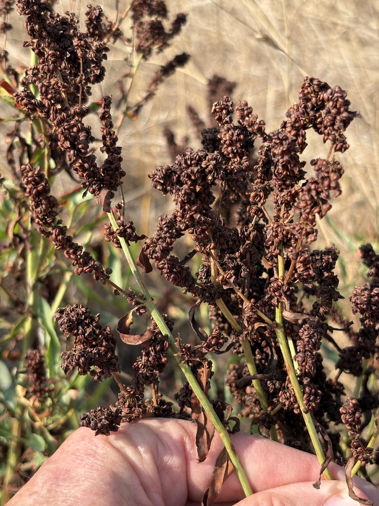 Rumex transitorius (Willow dock), native California perennial