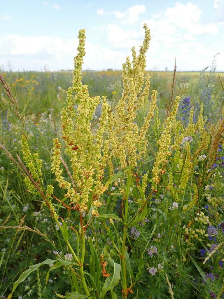 Rumex triangulivalvis (Willow dock), native California perennial