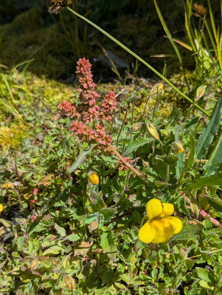 Rumex utahensis (Toothed willow dock), native California perennial
