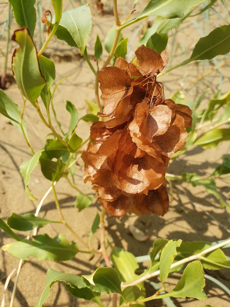 Rumex venosus (Winged dock), native California herb