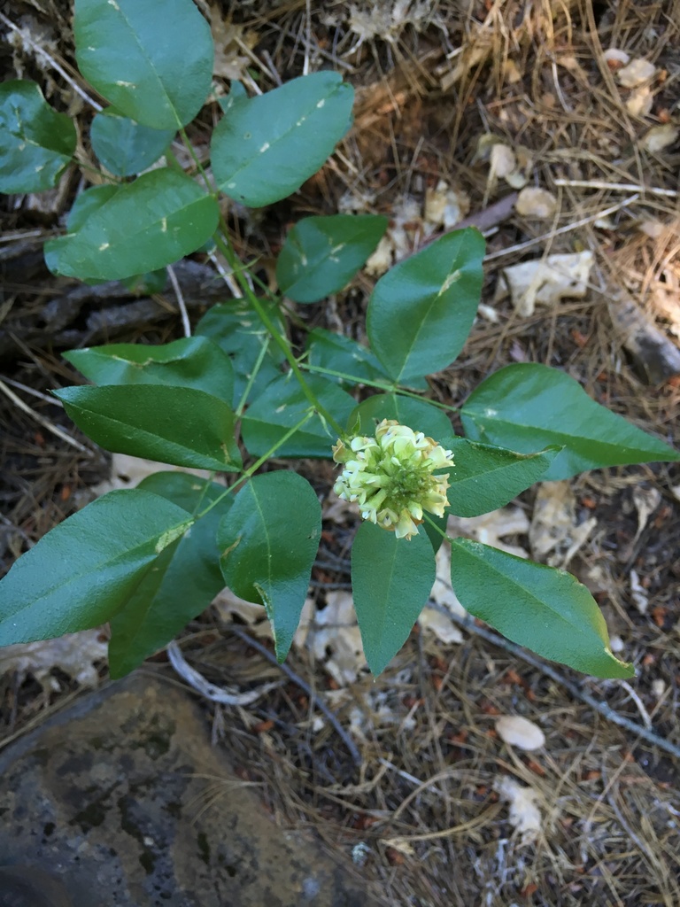Rupertia hallii (Hall's rupertia), native California herb