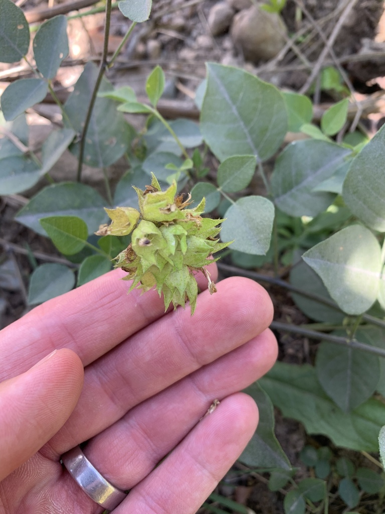 Rupertia physodes (California tea), native California herb