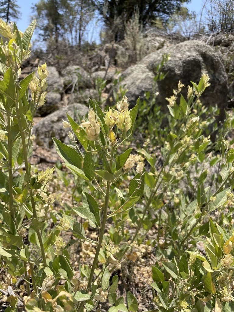 Rupertia rigida (Parish's rupertia), native California herb