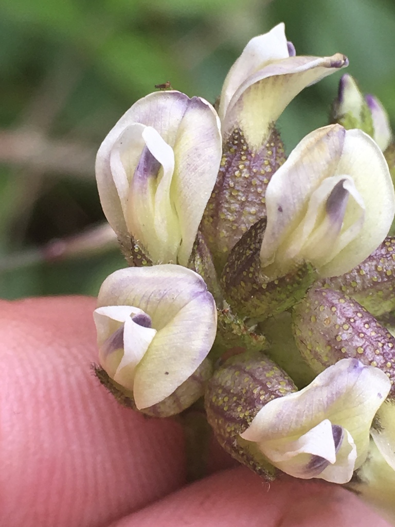 Rupertia sp. (Rupert's scurf-pea), native California perennial