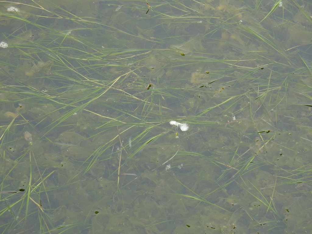 Ruppia cirrhosa (Ditch grass), native California herb