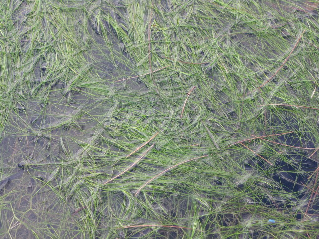 Ruppia maritima (Ditch grass), native California herb